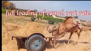 full loading of camel cart rate 🐫 देखे ऊंट का जोर जबरदस्त वीडियो 🐫🐫