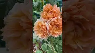 Капри, Бьянвеню🌼🌸🌿🌸🌼🌿наконец-то дождь ☔️