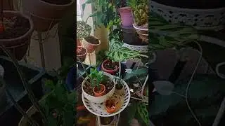 Pasto tiene tremenda respuesta ante un no creyente