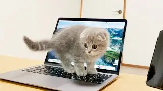 A kitten that wants attention will desperately interfere with your work.