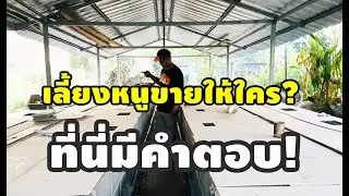 ขายหนูให้ใคร ที่นี่ทีคำตอบ แม่สมบัติฟาร์หนูนา จ.บุรีรัมย์ 081-197-6957 Line : nine1530