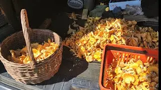 МОРЕ ЛИСИЧЕК, ОНИ ВЕЗДЕ