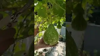 harvest water gourd