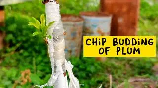 Chip budding of plum tree | How to chip bud plum