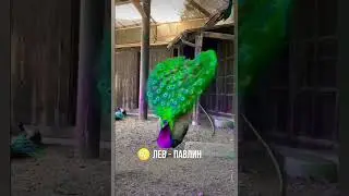 Какая ты птица по знаку зодиака? Описание в комментариях
