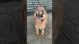 ang cute nang pusa