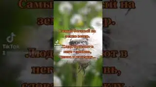 Ветер