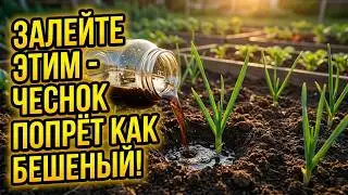 GARLIC WILL GROW AS THICK AS A FIST WITHOUT FERTILIZERS: Just one spring secret that gardeners ar...