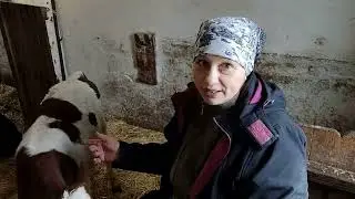 Шокирующие кадры  Что с теленком  Все о ЗЦМ