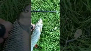 Голавль клюнул на вертушку-самоделку. Отпускаю красавчика домой!