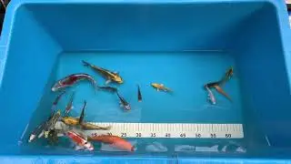 Мини пруд своими руками/Пруд для разведения рыбы своими руками/Карантин