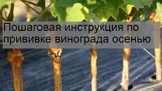 Пошаговая инструкция по прививке винограда осенью