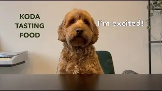 Doodle Koda reviewing food