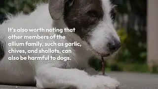 can dog eat onion? What Expert Say