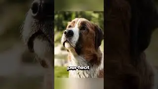 Sad life story of a dog 😢 