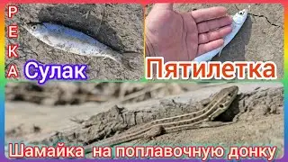 Шамайка на поплавочную донку. Пятилетка нету рыбы нету