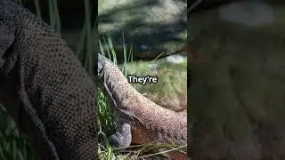 Non Stop Reptile Facts 🐊🐍🦎