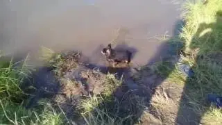 Лето. Озеро Ефимьевское. 160 км\час по бездорожью