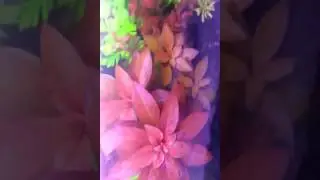 Людвигия РУБИН
