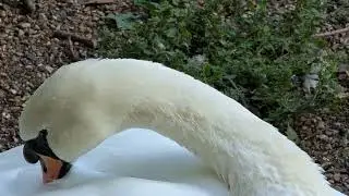 Royal Swan 🦢 pruning 8K 🇬🇧