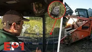 🇨🇦 EP1 : Je découvre le SWATHER au fauchage des colzas !