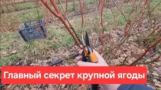 Как правильно обрезать Голубику для крупной и сладкой ягоды