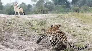JACKALS and LEOPARD CUBS 🦊 🦁