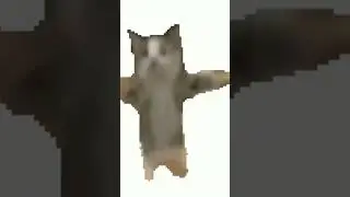 котик танцует, шнур шнап шнапи мем 