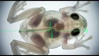 The scourge of terrarium frogs. RICKETIS. What is it and how to treat it?