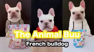 The Animal Buu Compilation | the most Fuuny collection207 #theanimalbuu #dogsofyoutube