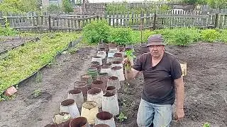 Обзор моего огородика ,на 30 мая а мы уже жимолость едим!!