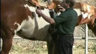 Using a rear cinch on a western saddle.