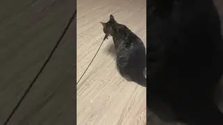 https://t.me/DanikShvedik рисуйте Ксюшу и скидывайте в коментах в телеге жду