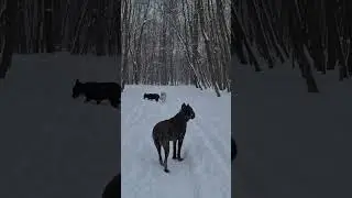 Конь и 2 стаффа 🙂 #AmStaffKotya