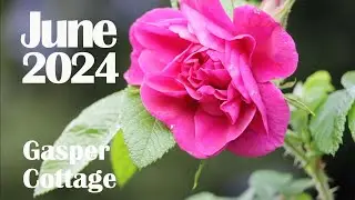 Roses Galore in the Cottage Garden
