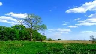 Forest landscape with the sky. Without birds