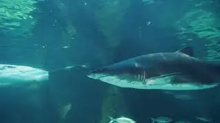 A Shark Lurking Underwater