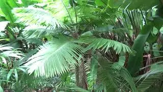 Ravenea hildebrandtii at Fairchild Botanical Gardens