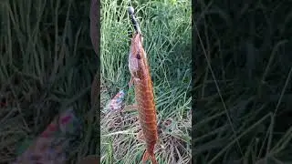 щука монстр рвёт селикон😱😳🤯 