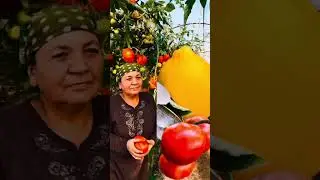 ОЛТИАРИҚЛИК ДЕҲҚОН 300 МИЛЛИОН ПУЛ ТОПАДИ.