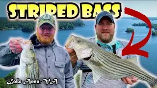 LIVE BAIT Striped Bass Fishing | Insane Day of Fishing on Lake Anna, Virginia