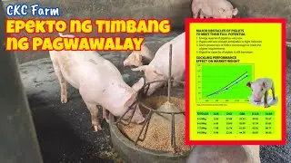 Anong Epekto ng Pagwawalay sa Bilis nang Paglaki ng Pambentang Baboy?