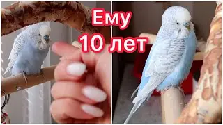 TOO TAME PARROT! USEFUL TIPS FOR TAMEMENT! HOW HE TORTURED US