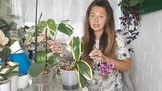 В0дка для ОРХИДЕЙ СПАСЕНИЕ для пышного цветения 🌸