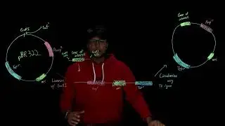 BENG 168 - Restriction Enzymes and Plasmids