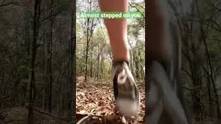 Giantess almost stepped on you 