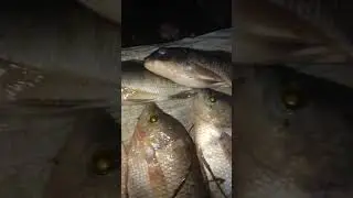 Hasil Mancing || Gurame Monster Mendarat