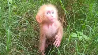 Baby monkey Niki survives alone while searching for food