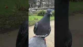 #shortsvideo #голуби #pigeon