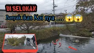 Faktanya ‼️ Selokan Jepang Banyak Ikan Koi nya  || #ikan #koi #japan